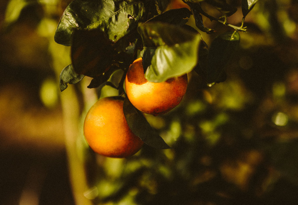 Grow Light for Citrus Trees