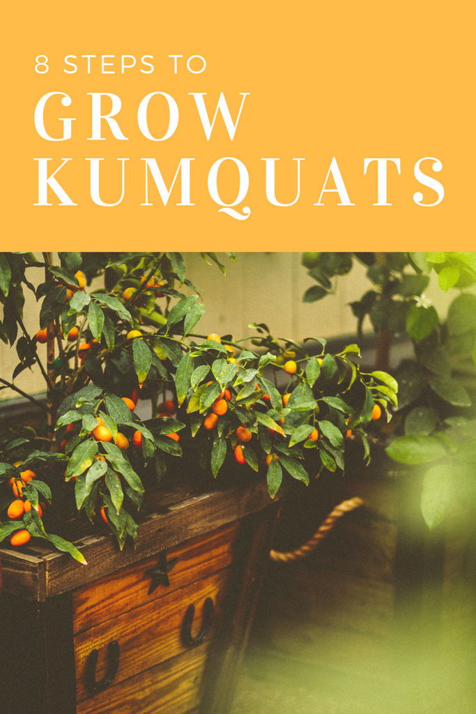 How to Grow Kumquats in 8 Steps