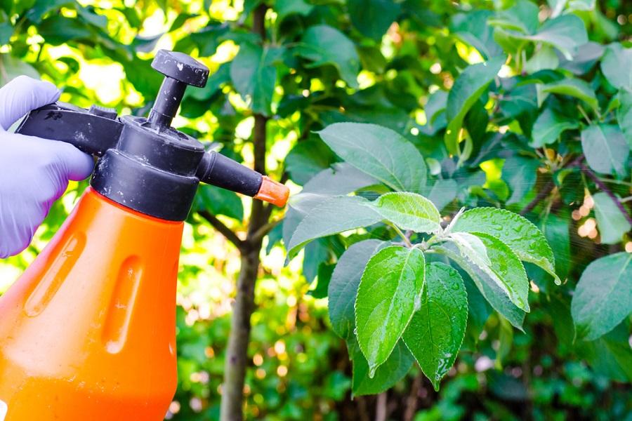 Homemade Organic Pesticides Spray for Citrus Fruit Trees