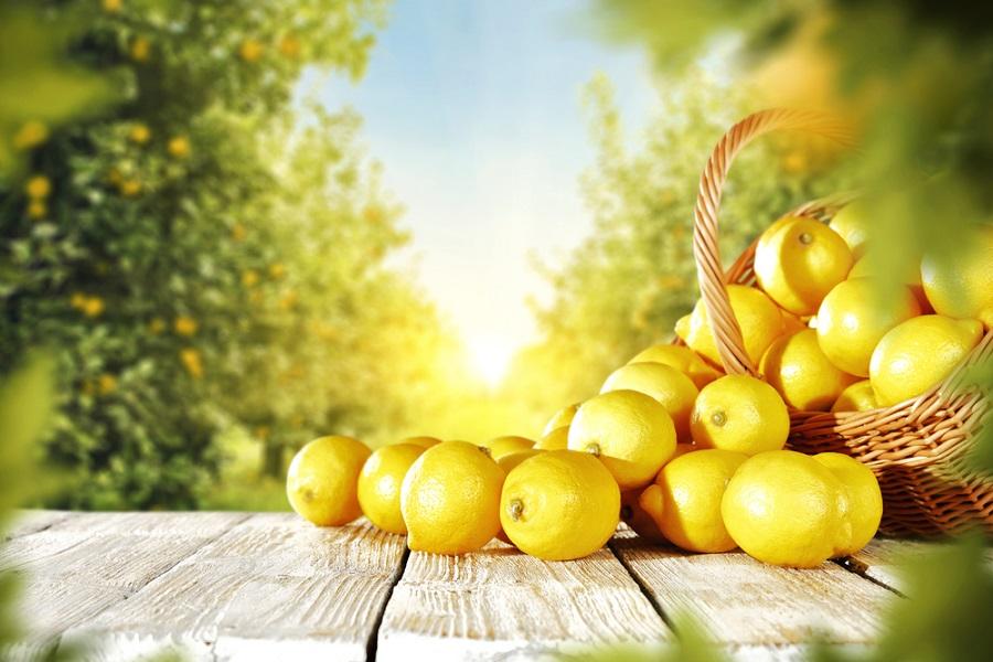How to Grow Lemon Tree Tips & Tricks