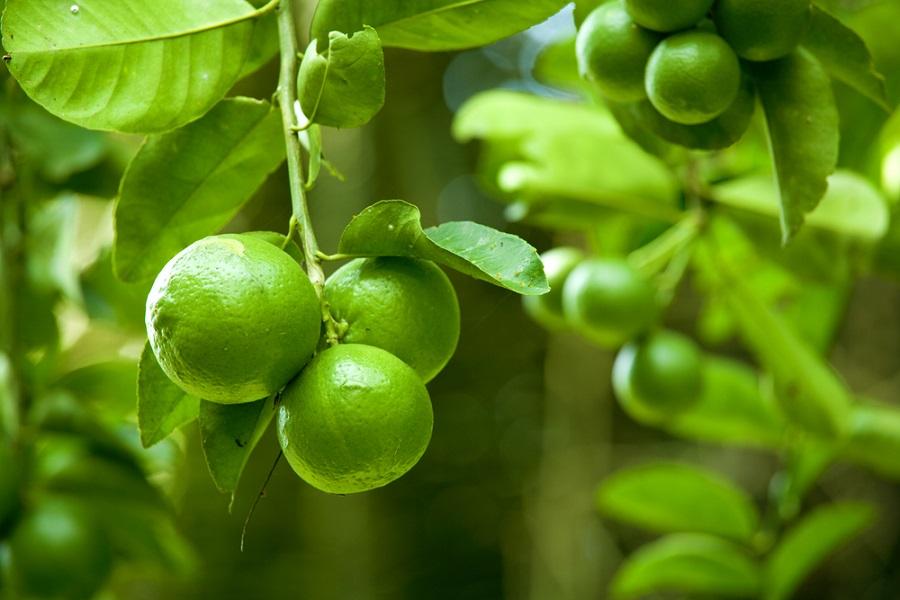 5 Mistakes to Avoid When Growing Limes Indoors US Citrus Nursery
