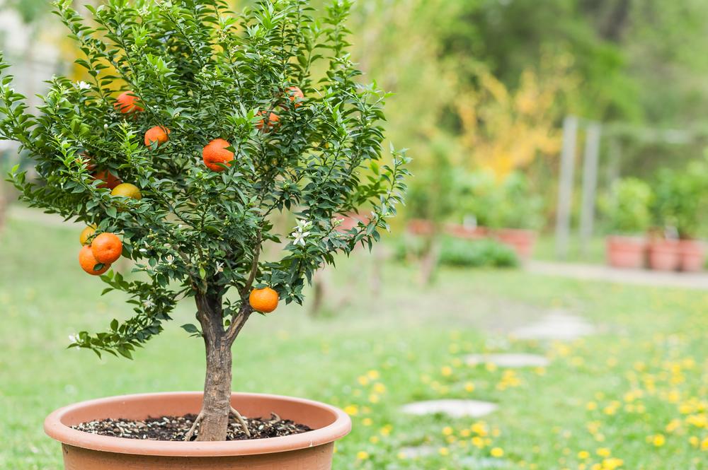 Young Citrus Tree in a Pot