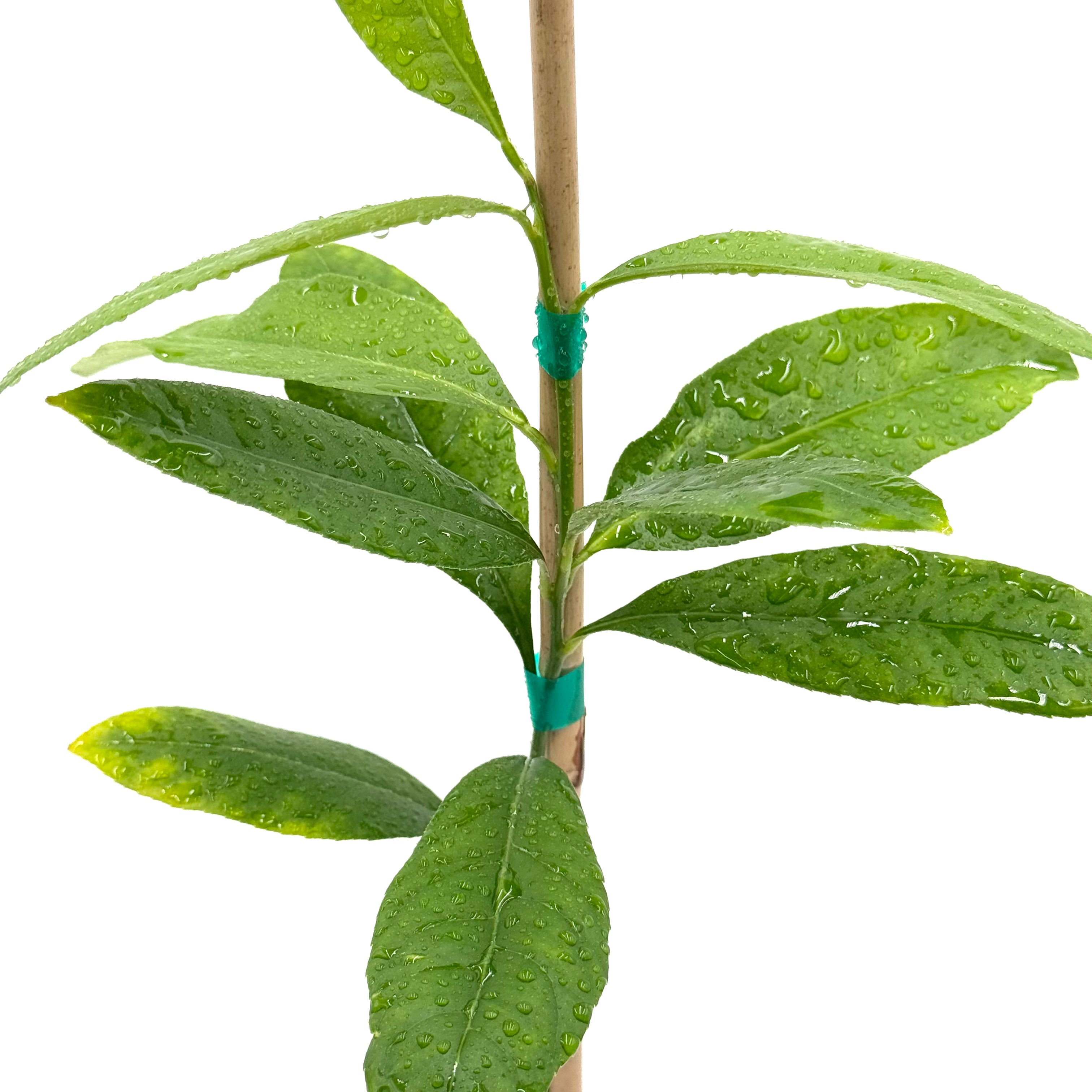 Etrog Citron Tree with water drops on leafs with whitebackground