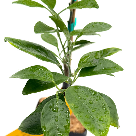 N-33 Navel Orange Tree
