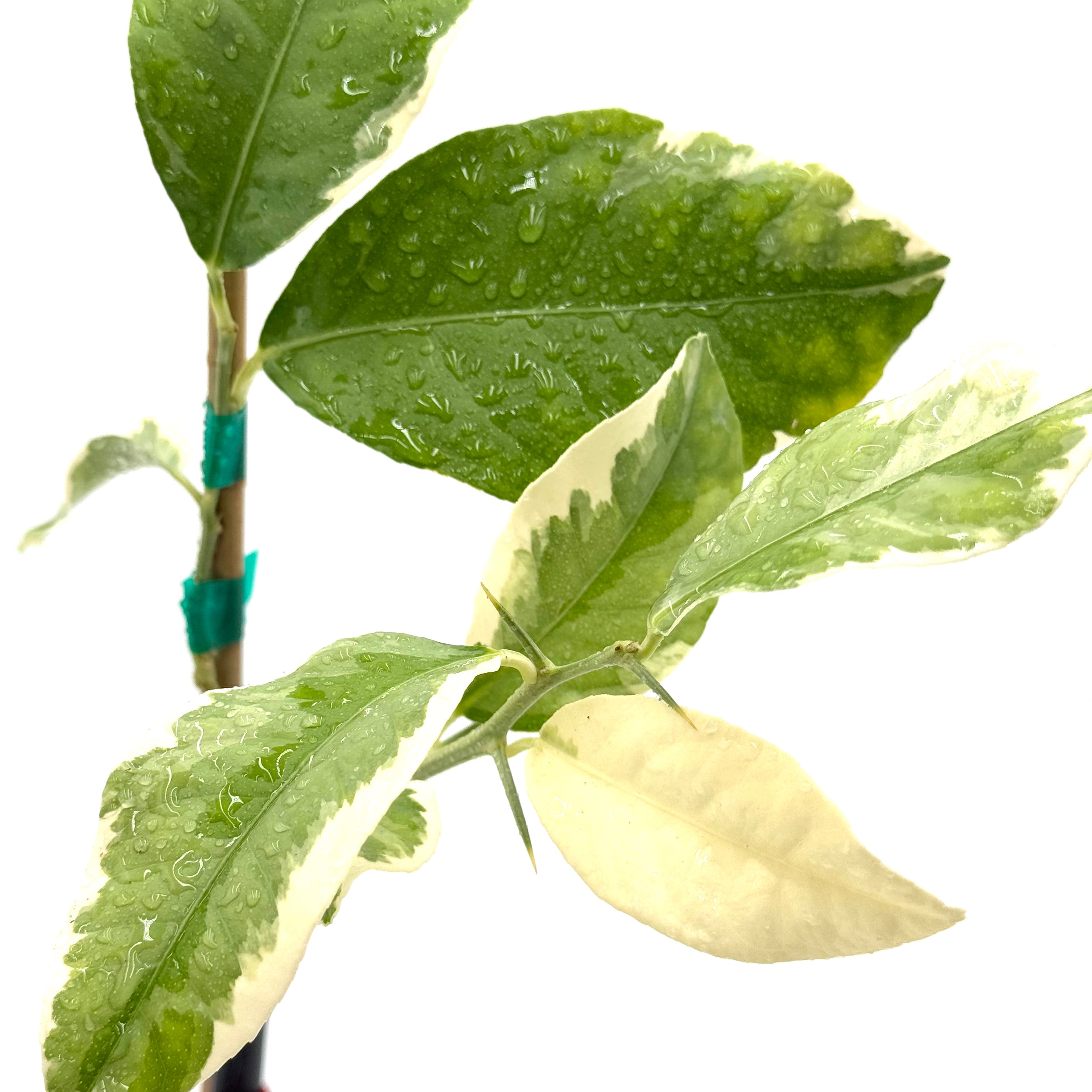 Pink Variegated Eureka Lemon Tree