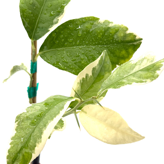 Pink Variegated Eureka Lemon Tree