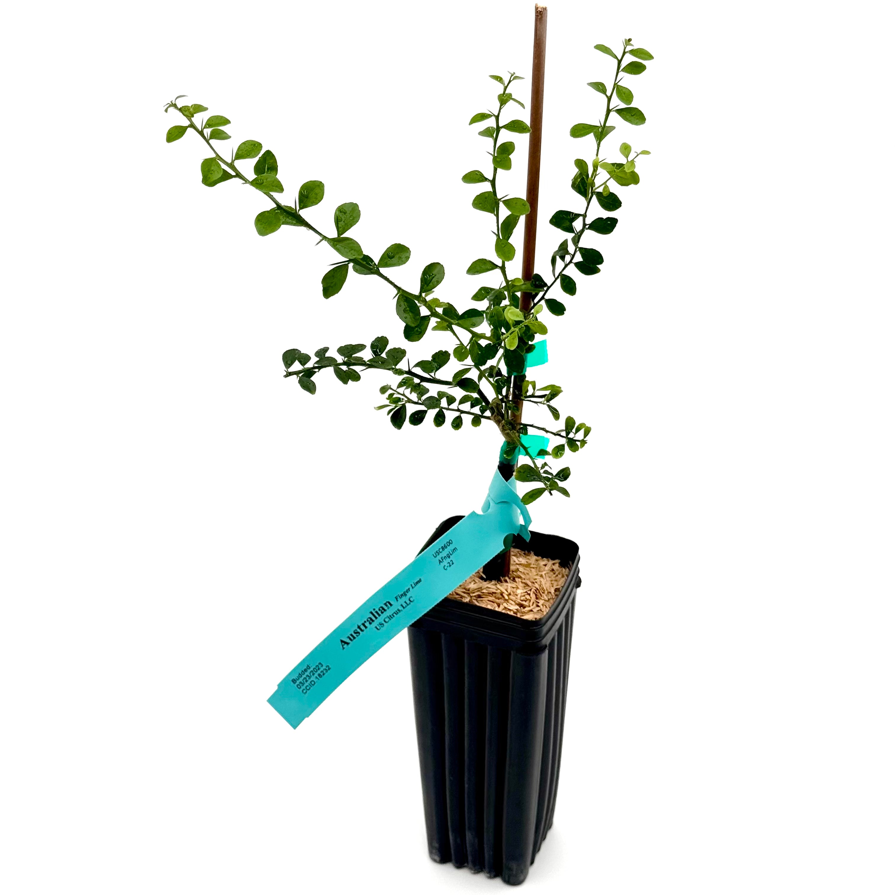 Australian Finger Lime Tree