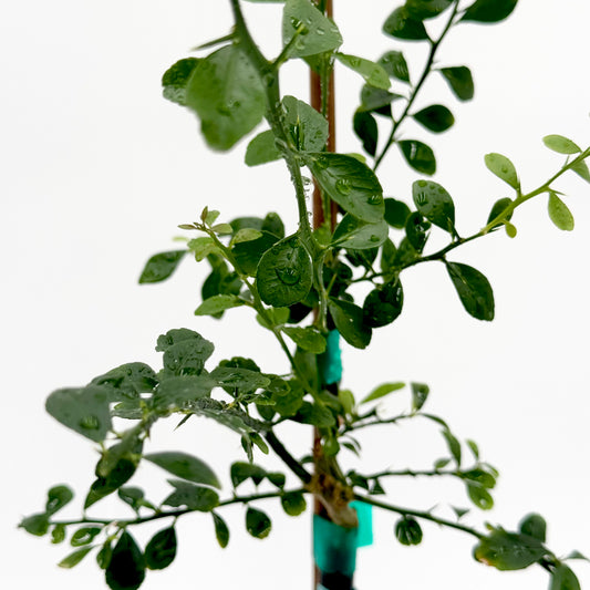 Australian Finger Lime Tree