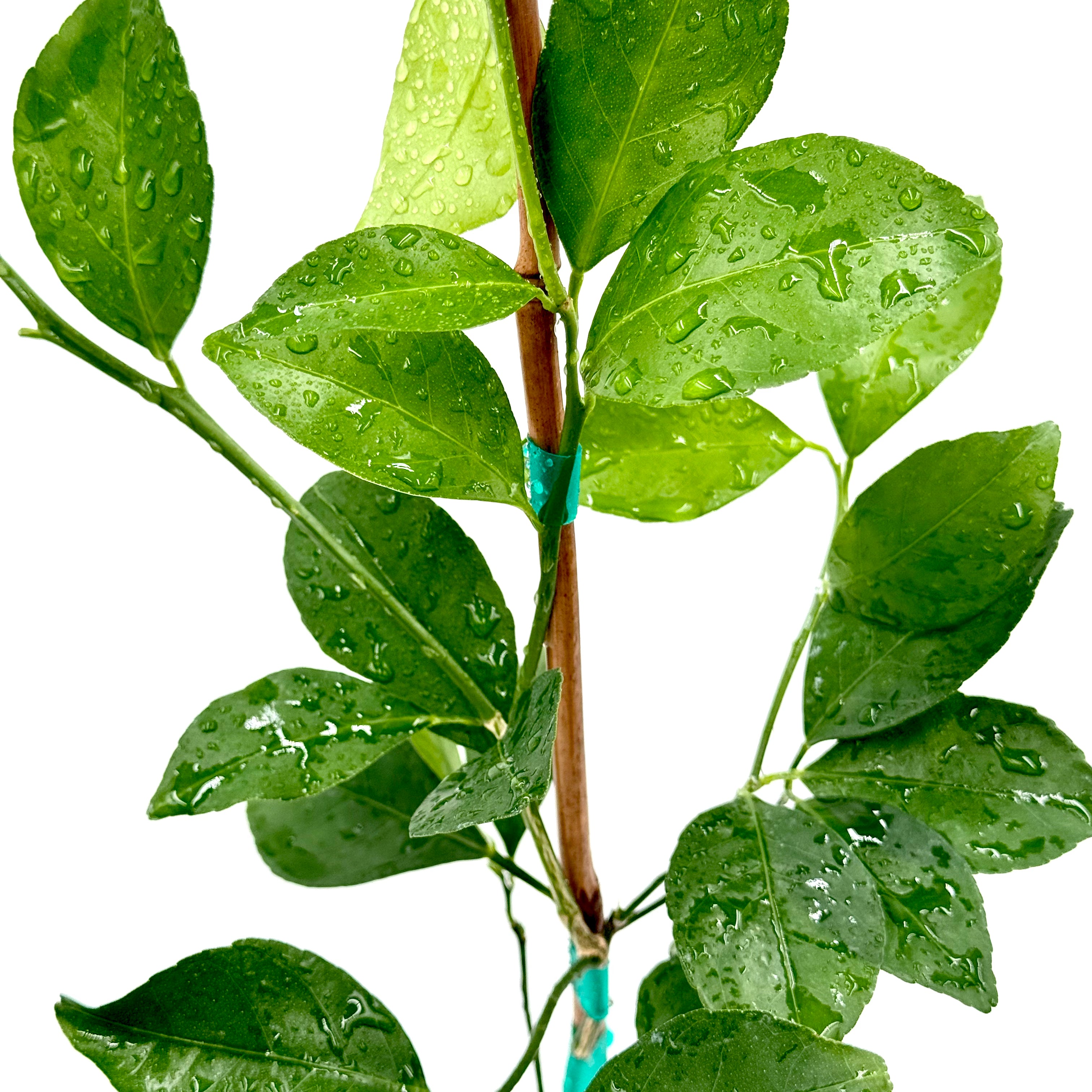 Cleopatra Mandarin Tree Green leafy branch with water droplets on a white background