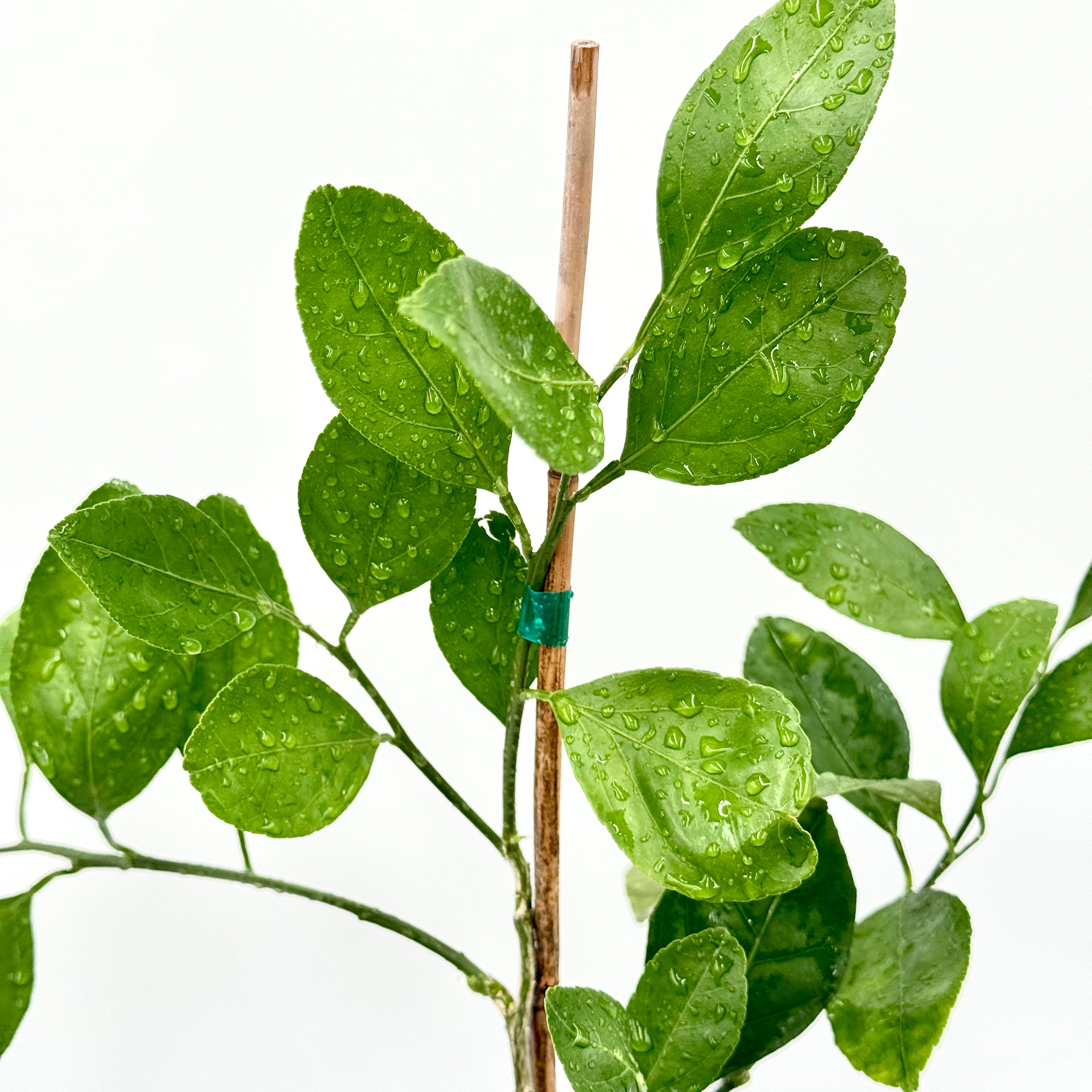 Frost Owari Satsuma Mandarin Tree Green leaves with water droplets on a white background