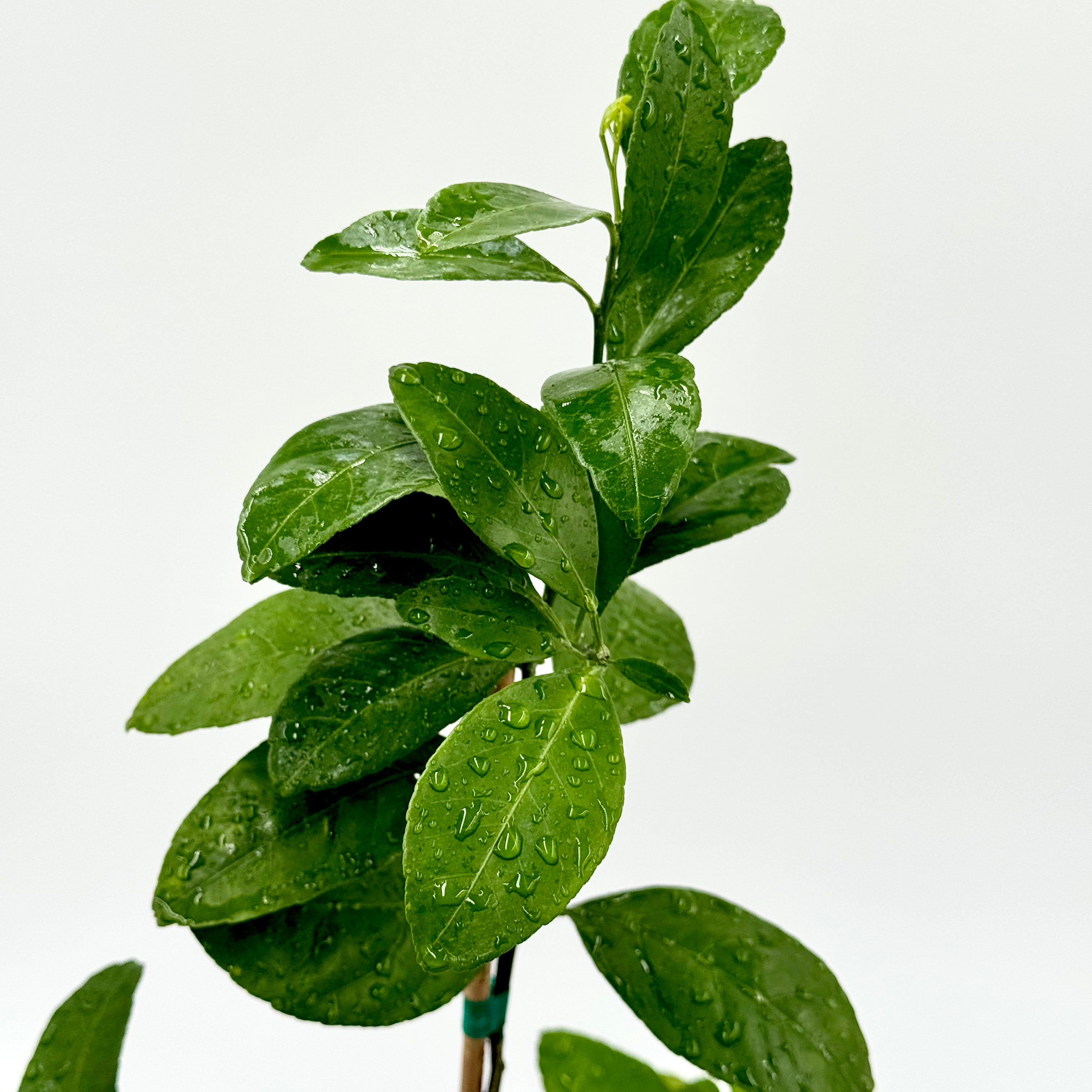 Dobashi Beni Satsuma Mandarin Tree