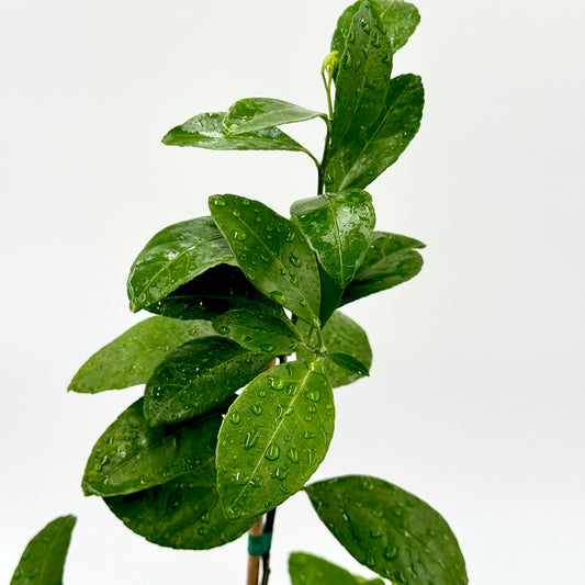 Dobashi Beni Satsuma Mandarin Tree