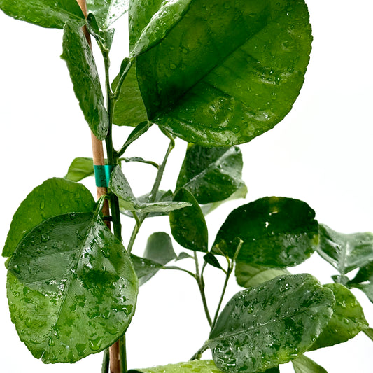 Oroblanco (Pomelo) Grapefruit Tree