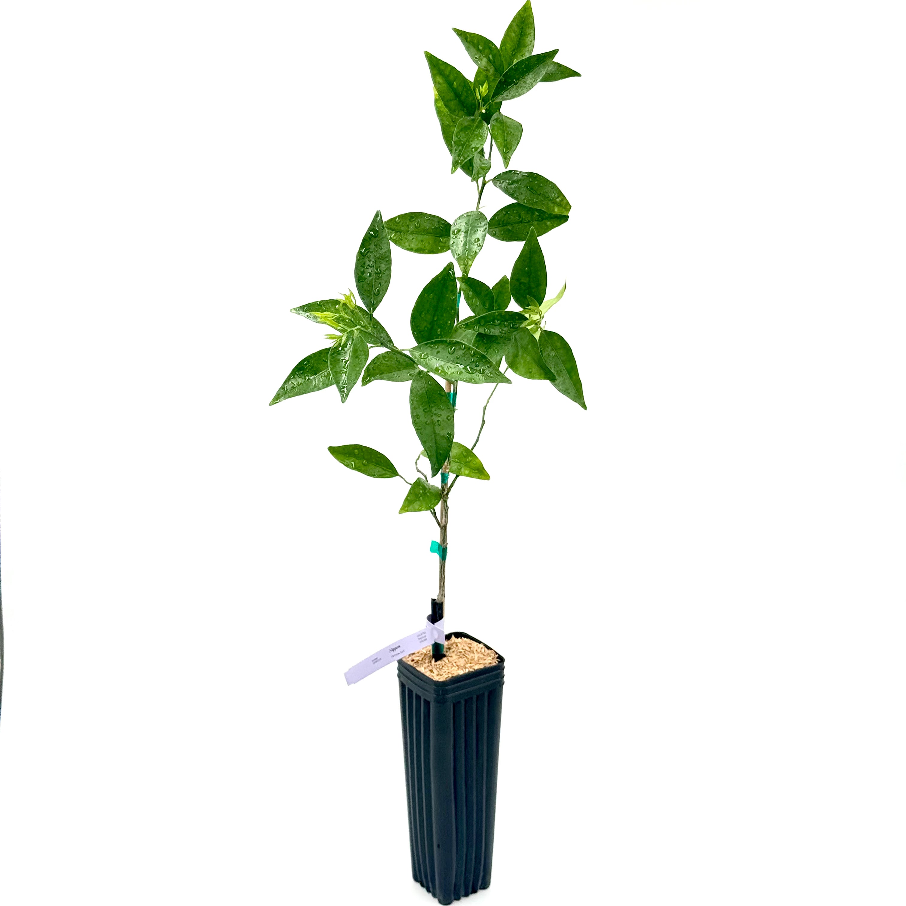 Nippon Orangequat Tree