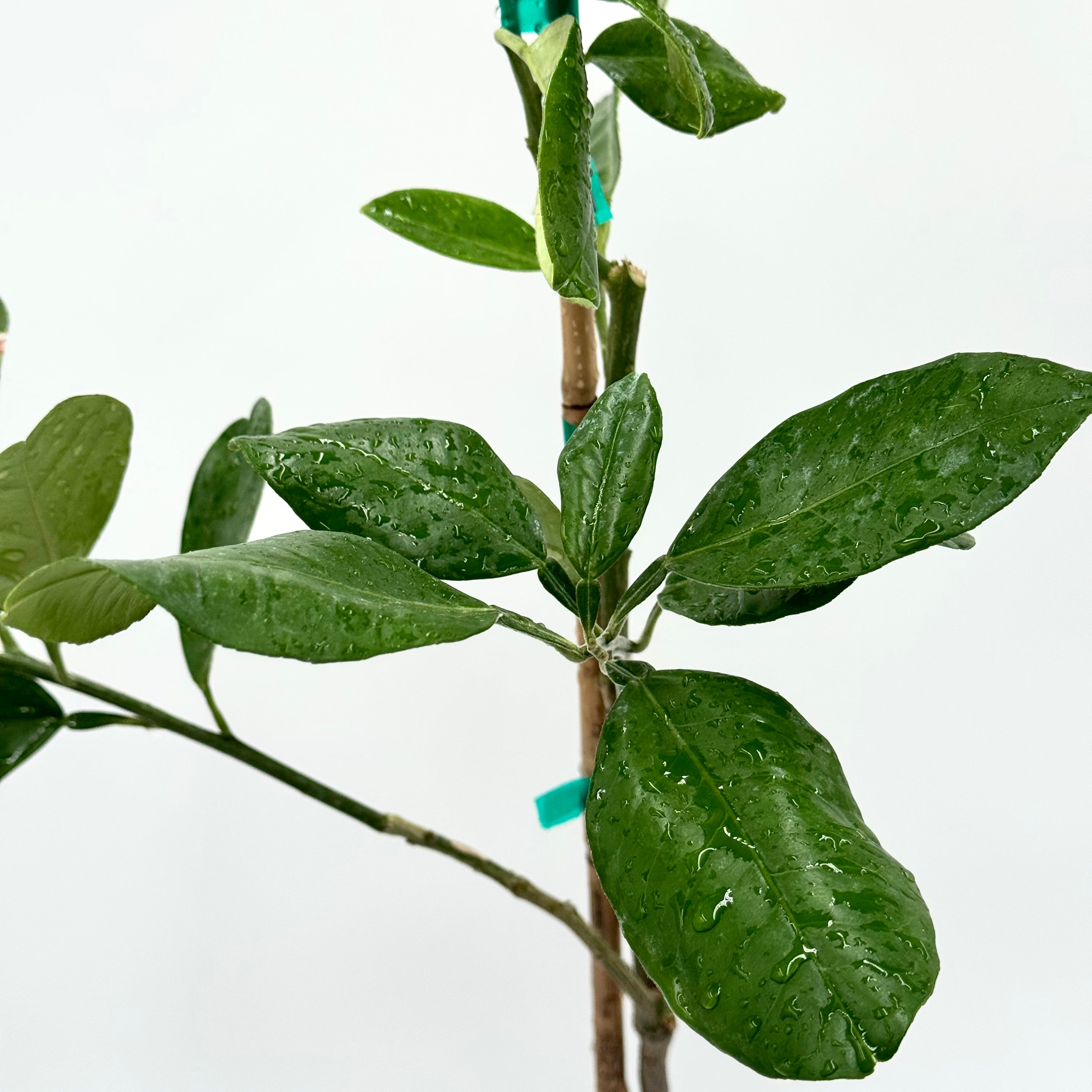 Hirado Buntan Pomelo Tree