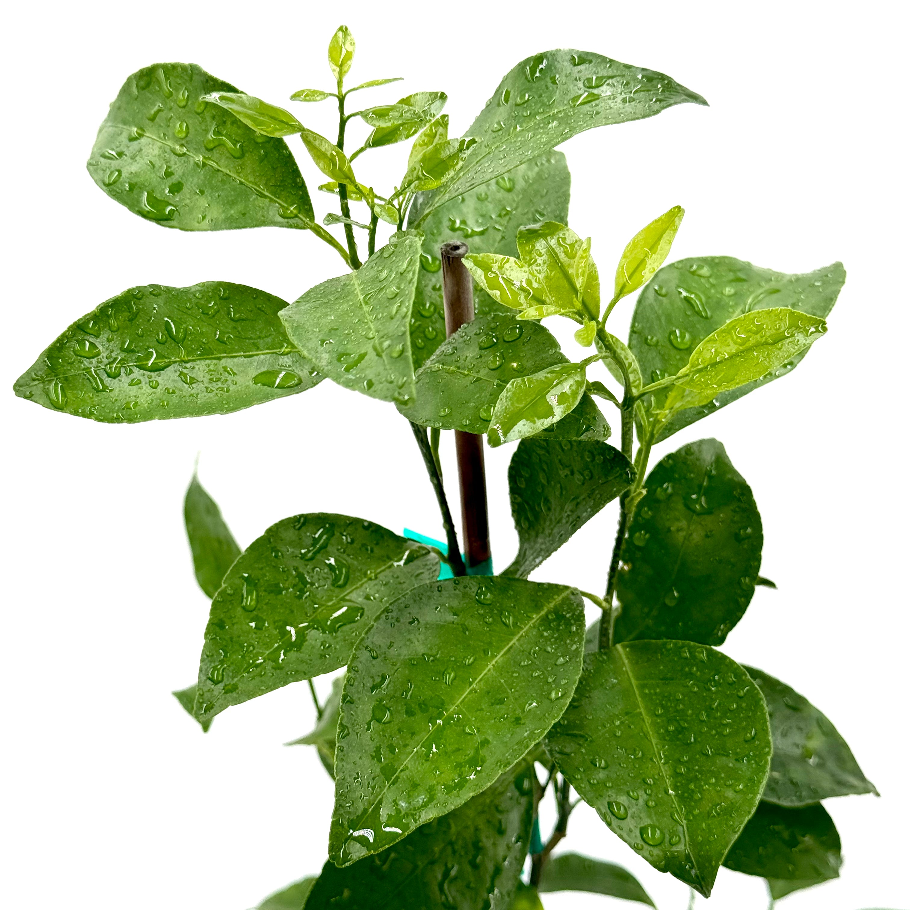 Ponkan Mandarin Tree