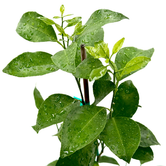 Ponkan Mandarin Tree