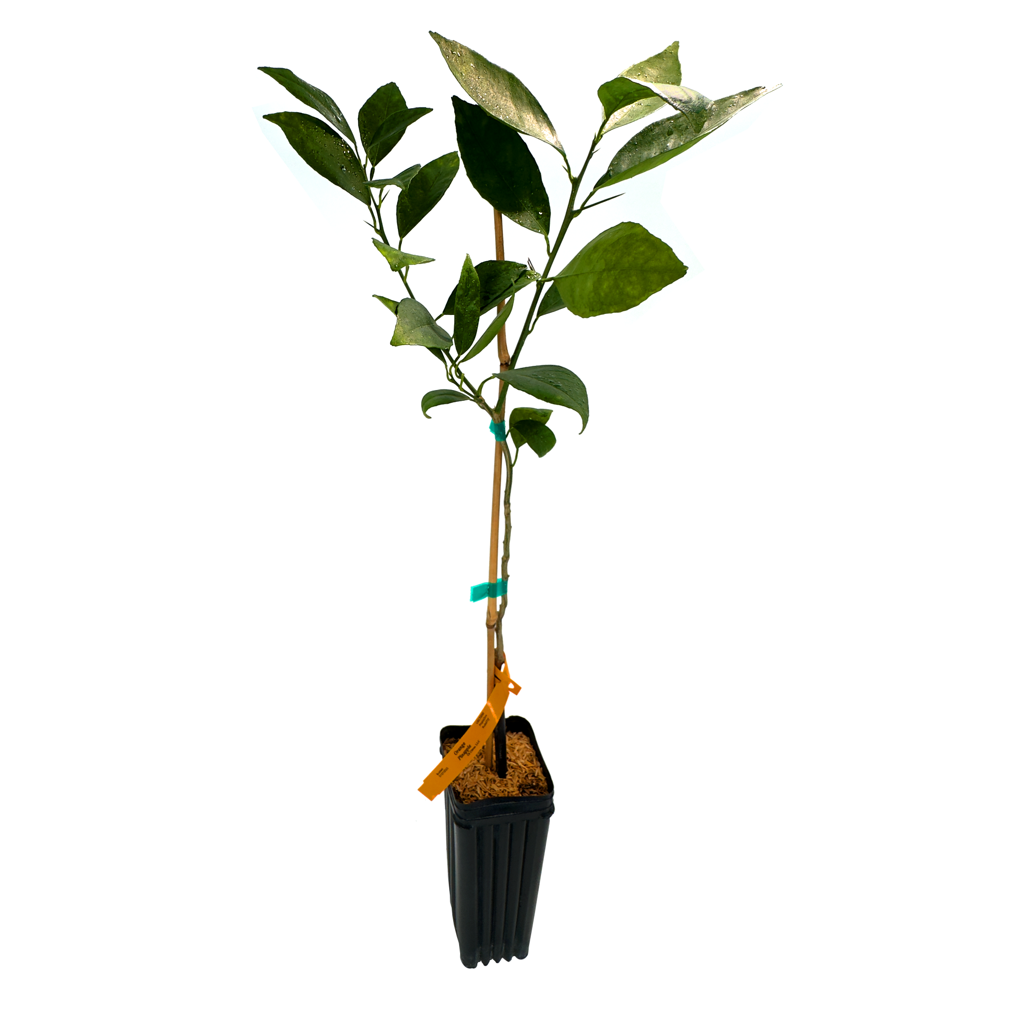 Pineapple Orange Tree