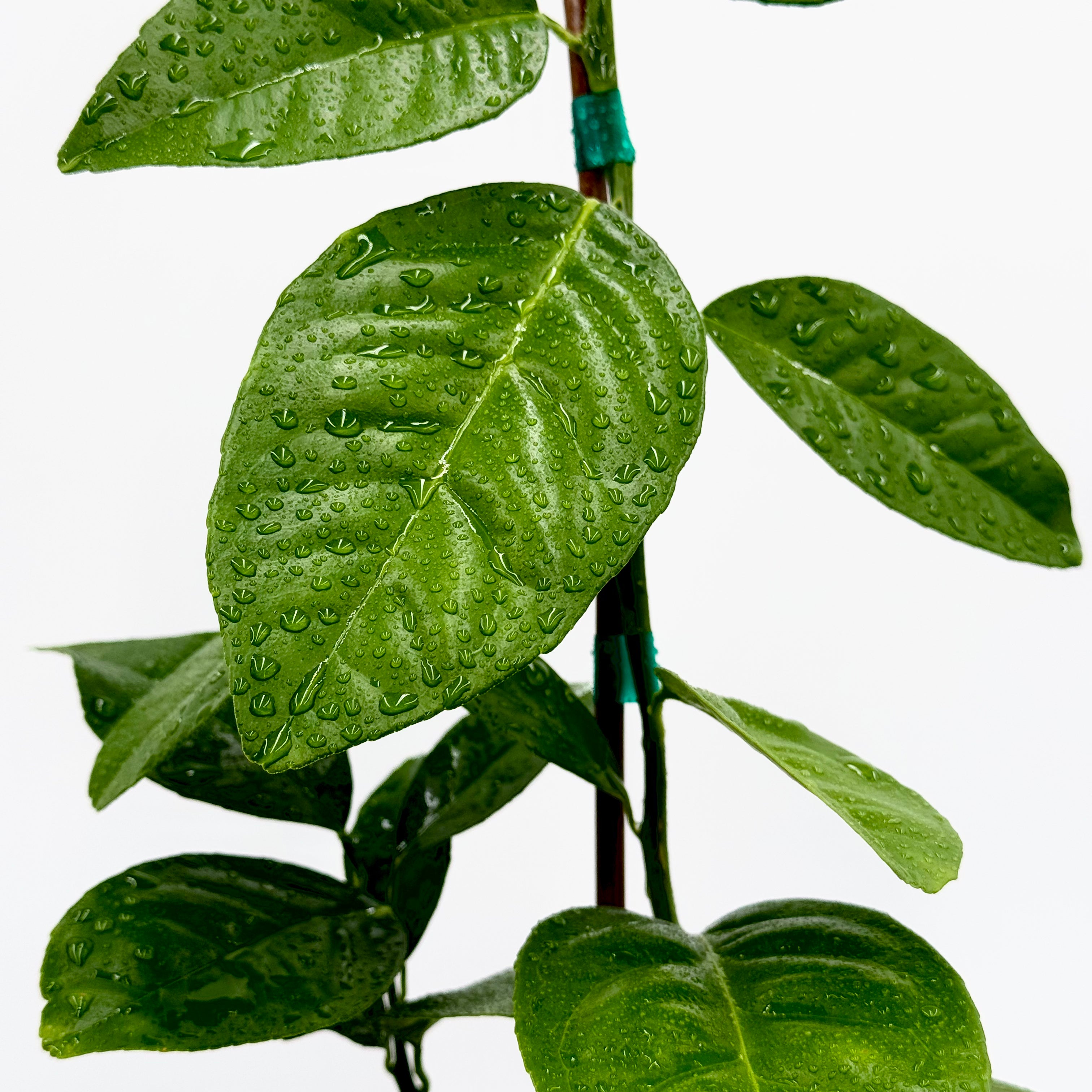Moro Blood Orange Tree Leaf close portrait shot