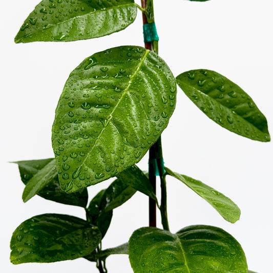 Moro Blood Orange Tree