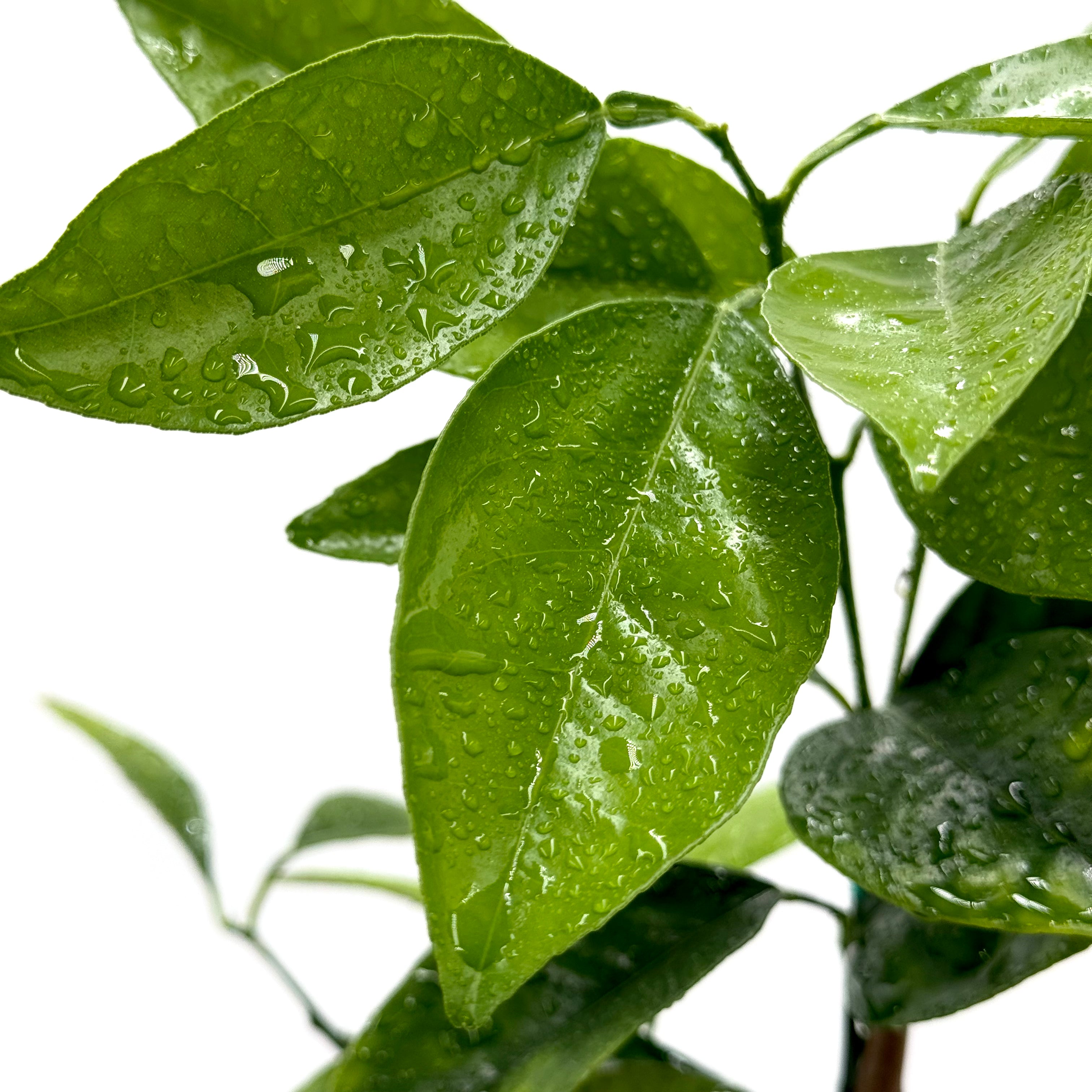 Sanguinelli Blood Orange Tree Close-up of green leaves with water droplets on a white background