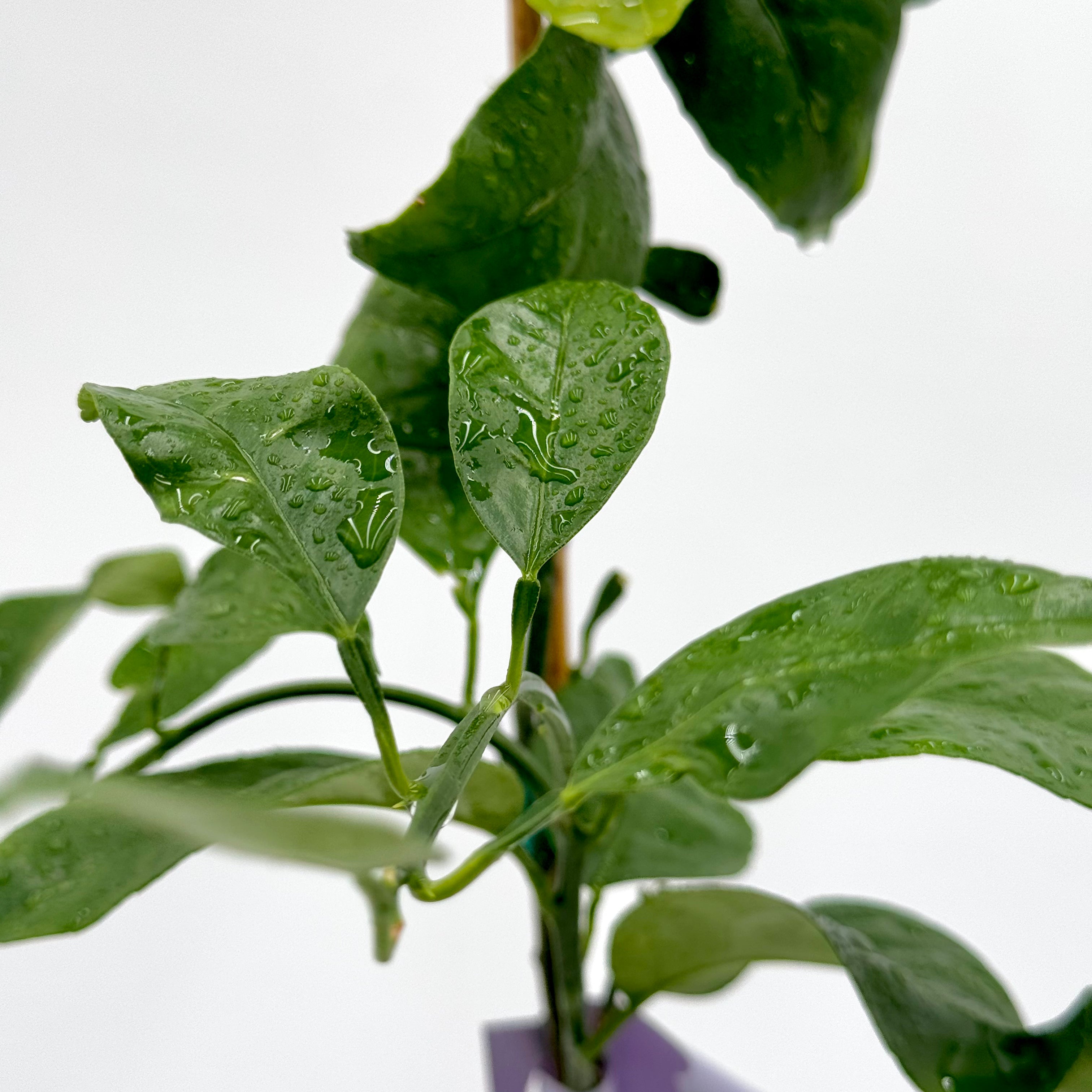 Valencia Orange Tree