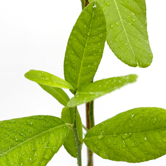 Buddha's Hand Citron Tree