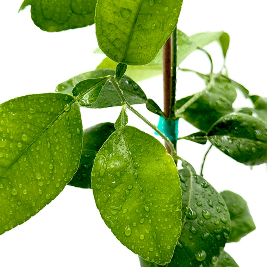 Duncan Grapefruit Tree