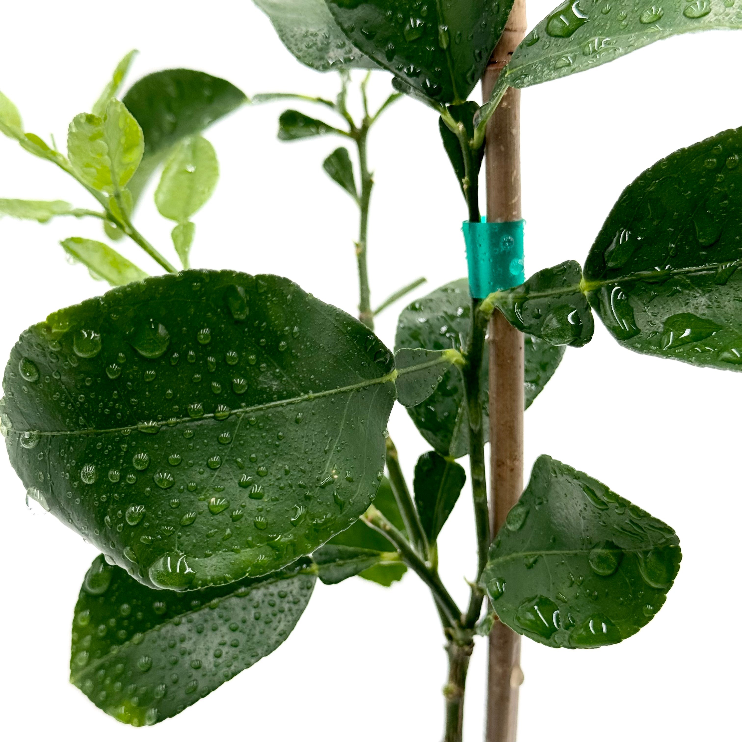 Rio Red Grapefruit Tree