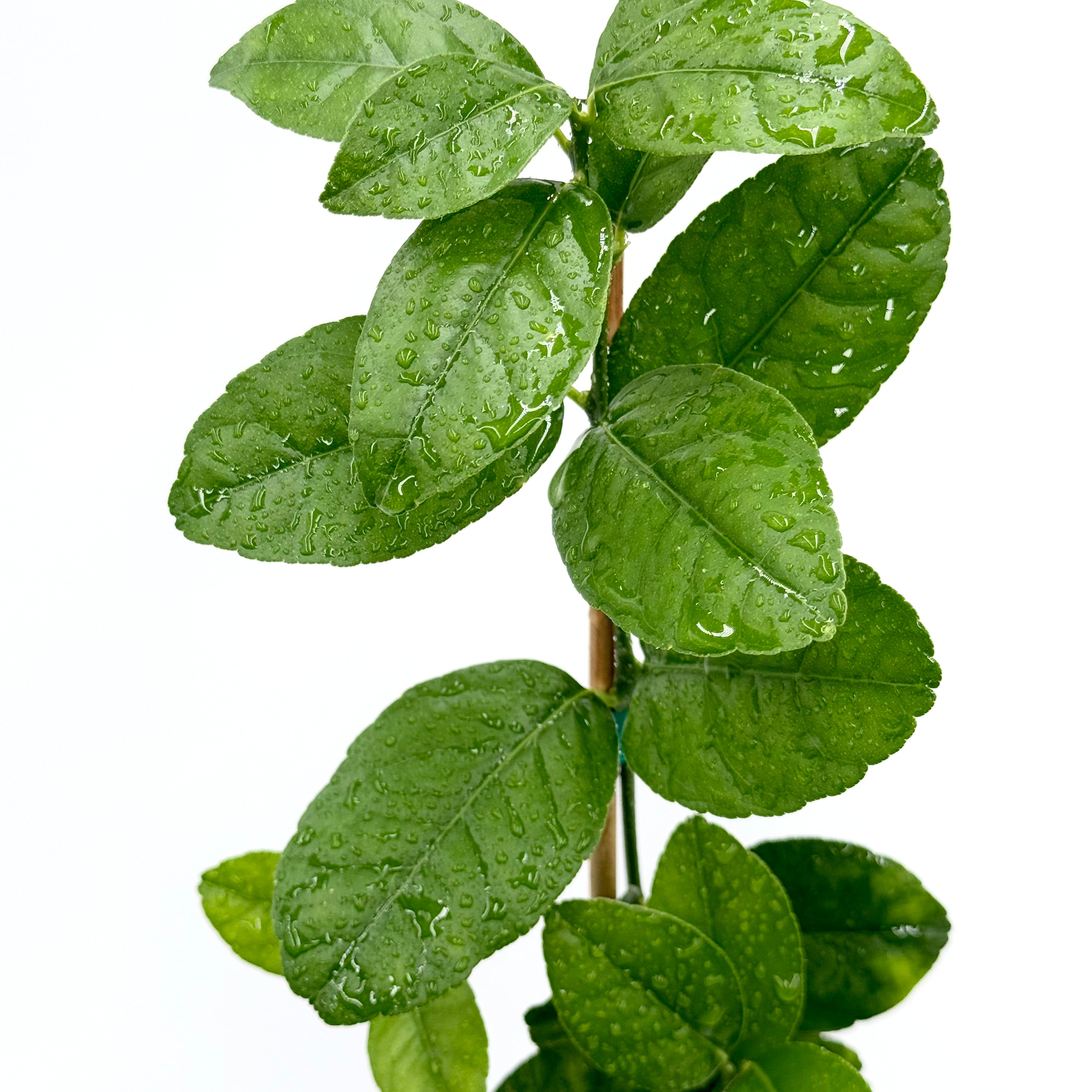 Thornless Mexican (Key) Lime Tree