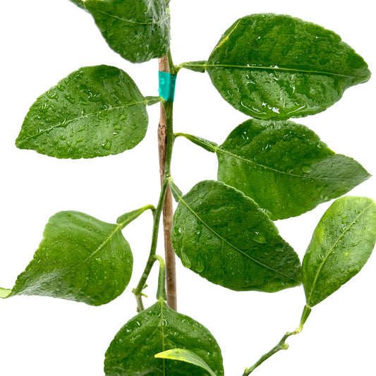 Shiranui Mandarin Tree Close-up of a green leafy branch with water droplets on a white background