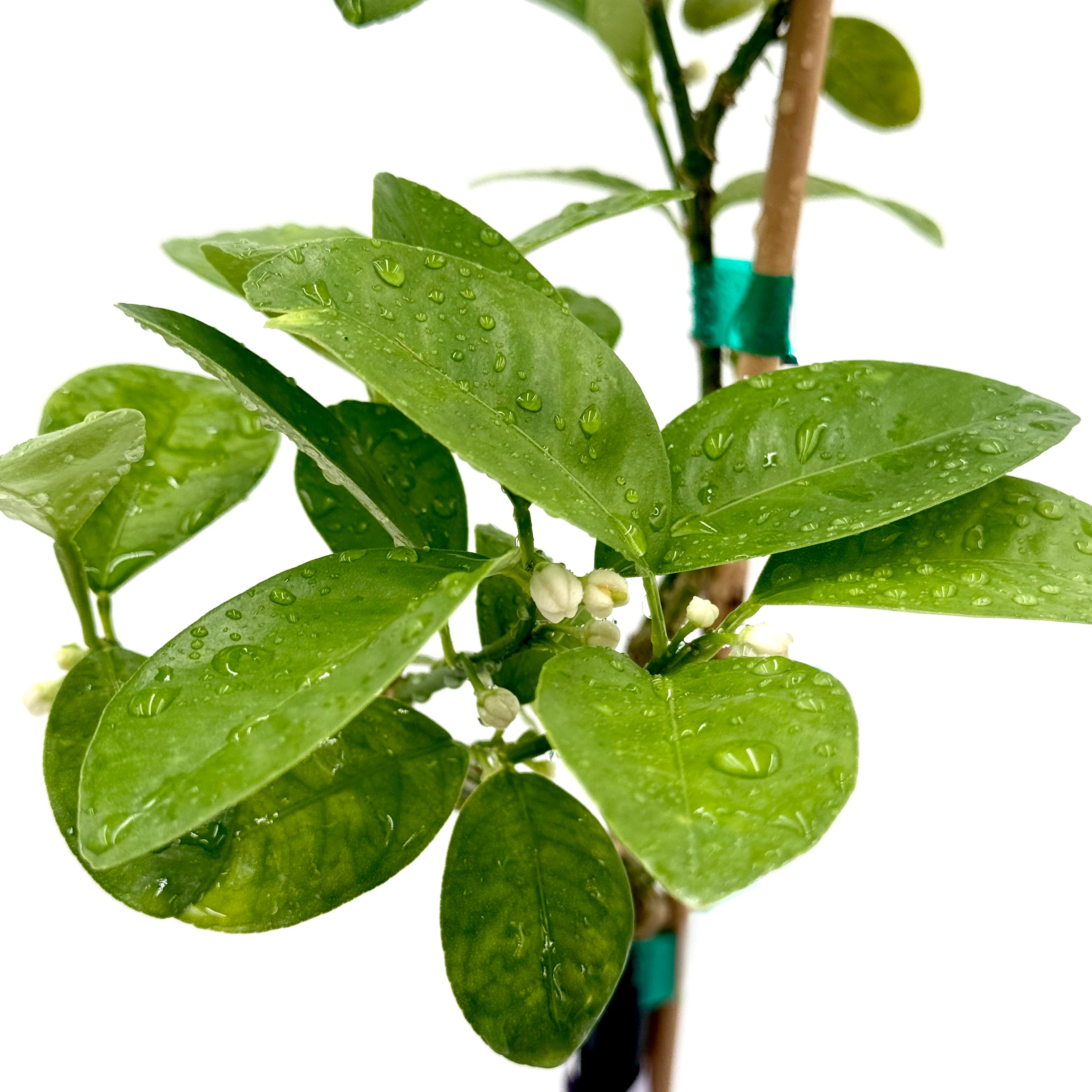 Fukushu Kumquat Green plant with water droplets on leaves against a white background
