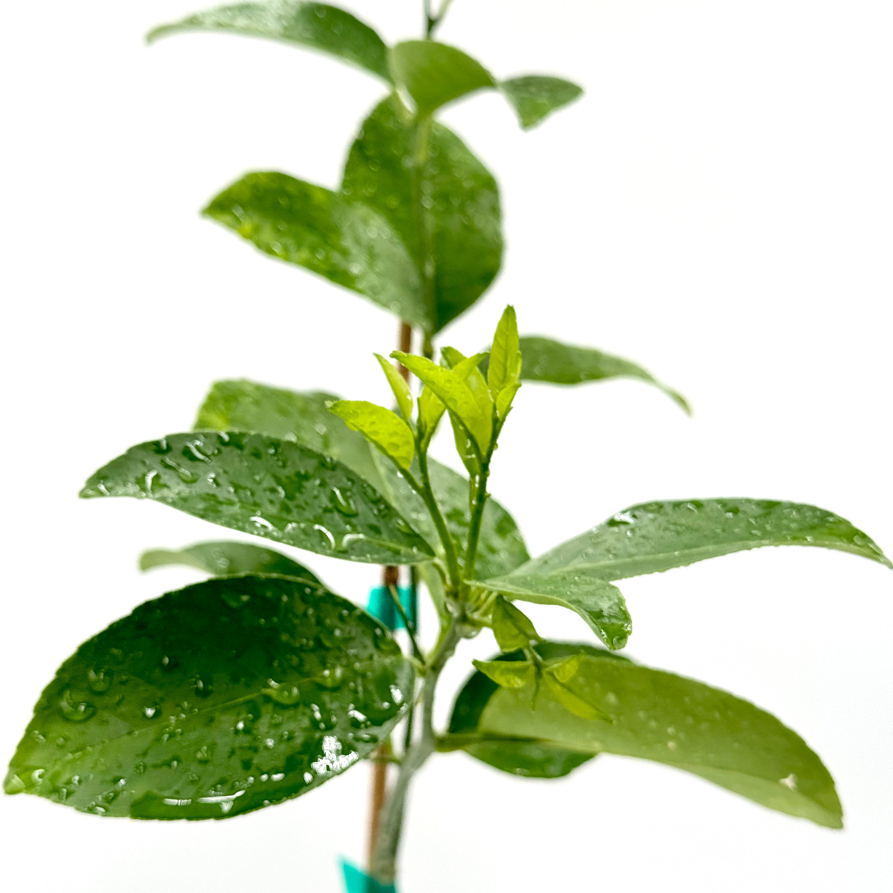 Palestine Sweet Lime Tree Close-up of a green plant with water droplets on leaves against a white background