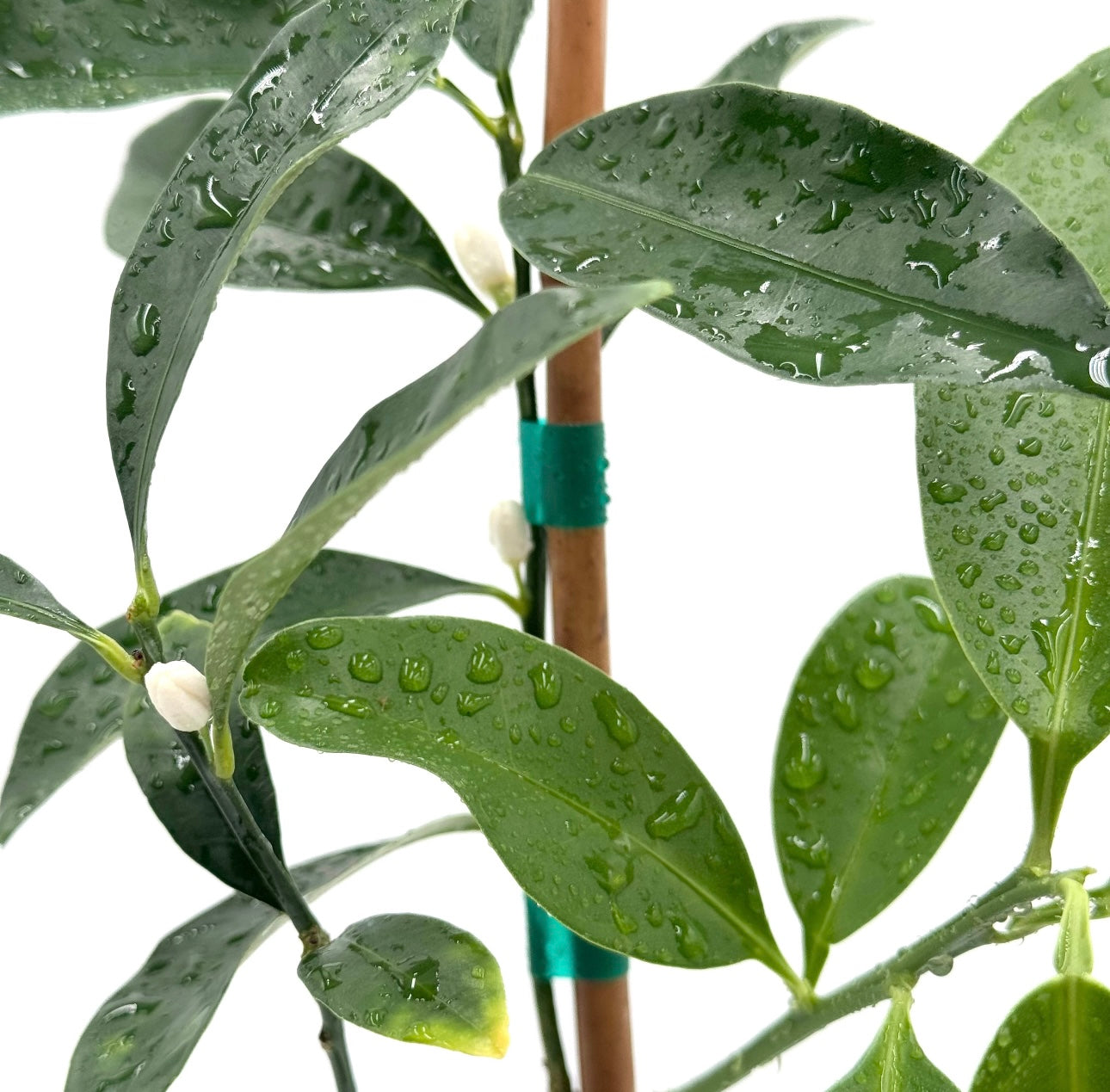 Meiwa Kumquat Tree Leaf Portrait Shot