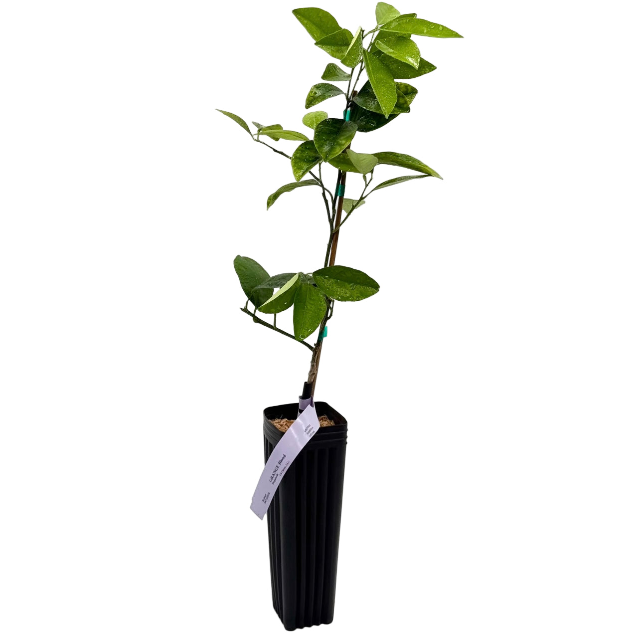 Sanguinelli Blood Orange Tree