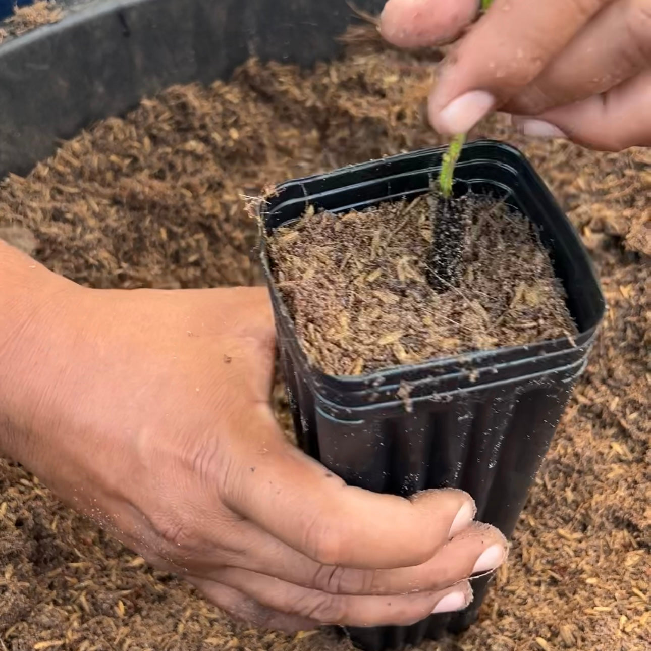 Super Soil | High-Performance Mineral-Based Soil | Root Growth