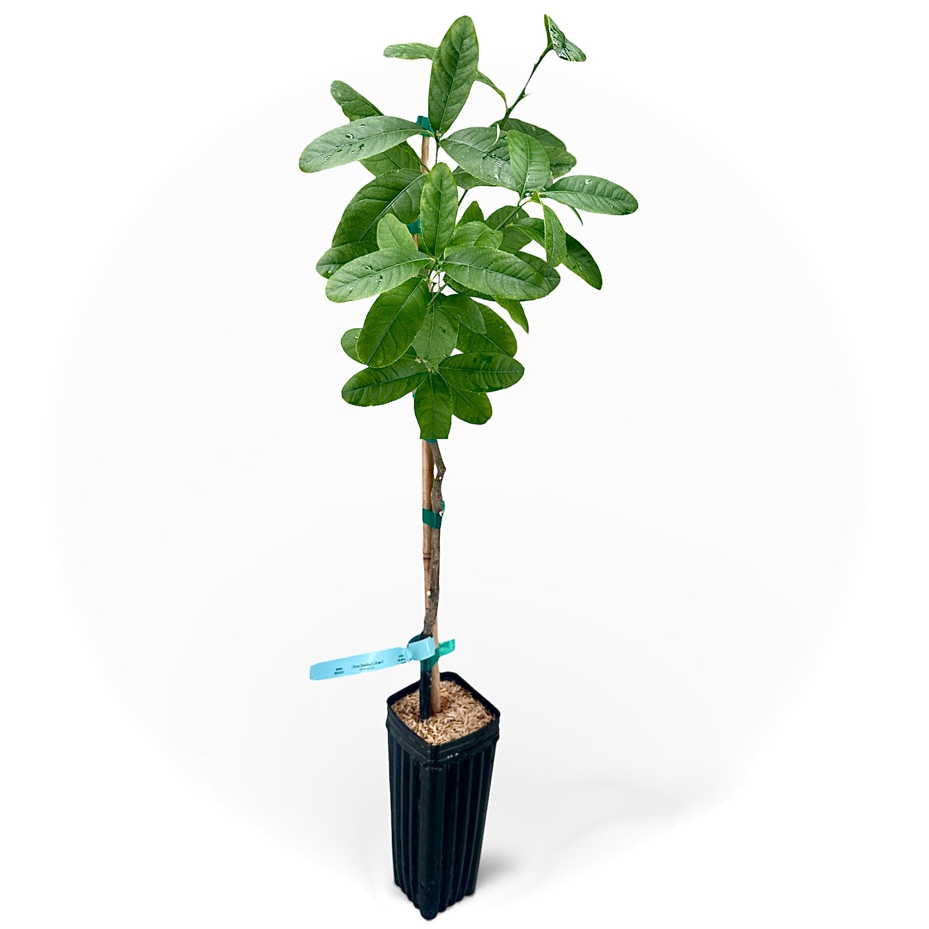 Buddha's Hand Citron Tree