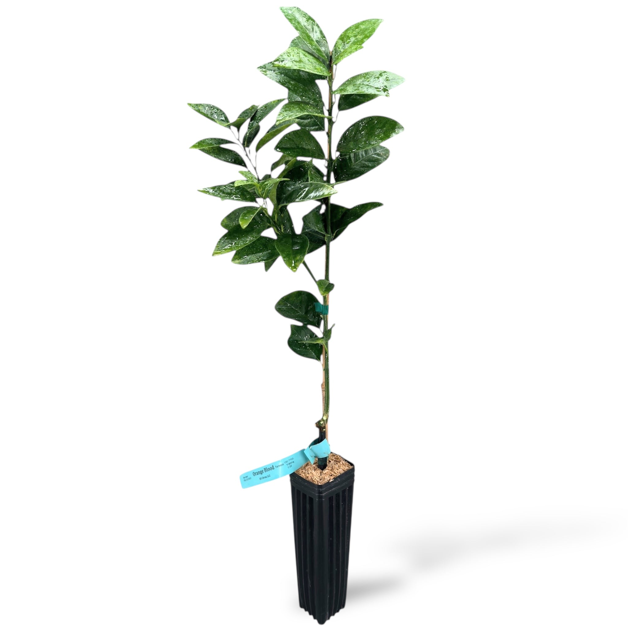 Tarocco Blood Orange Tree