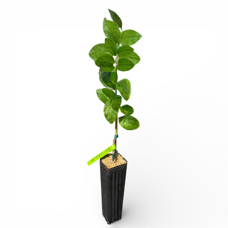 Persian (Bearss) Lime Tree