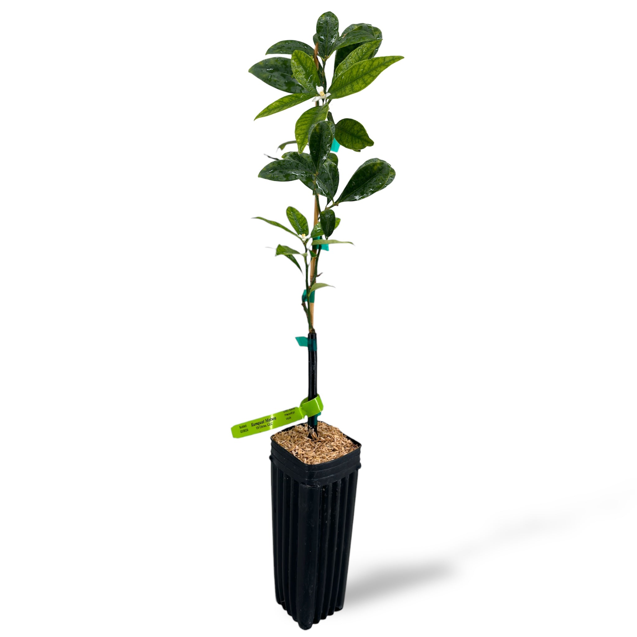 Meiwa Kumquat Tree