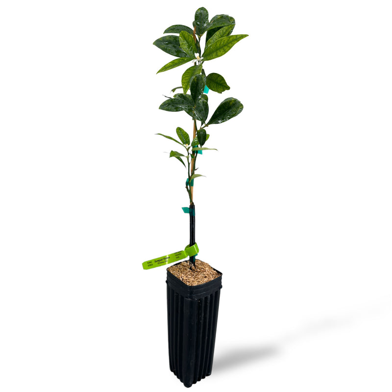 Meiwa Kumquat Tree