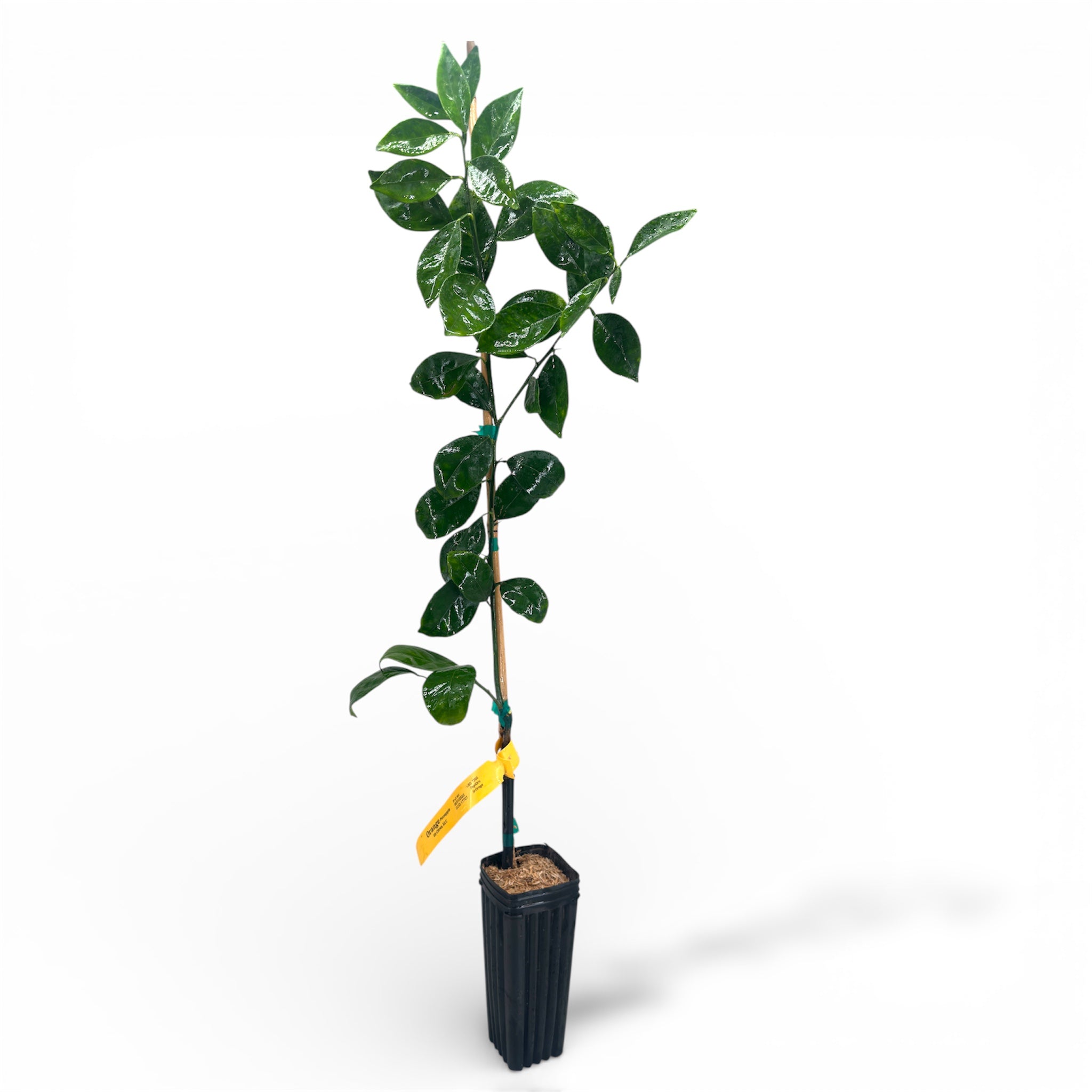 Pineapple Orange Tree