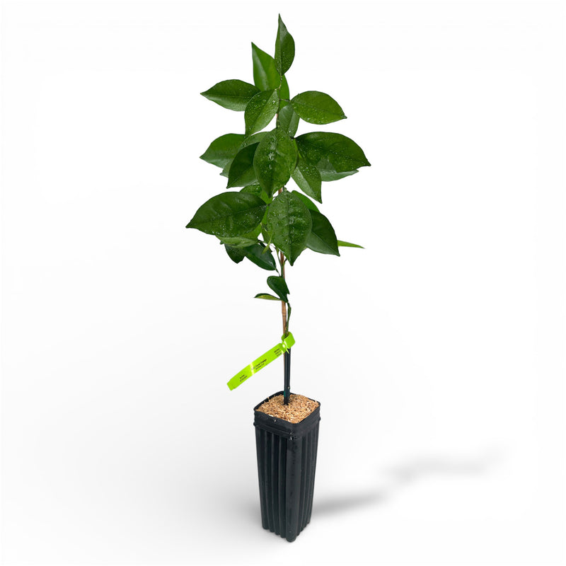 N-33 Navel Orange Tree