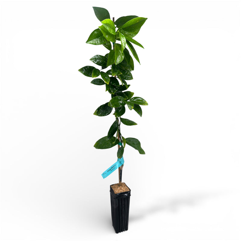 Moro Blood Orange Tree