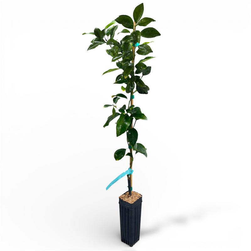 Ponkan Mandarin Tree