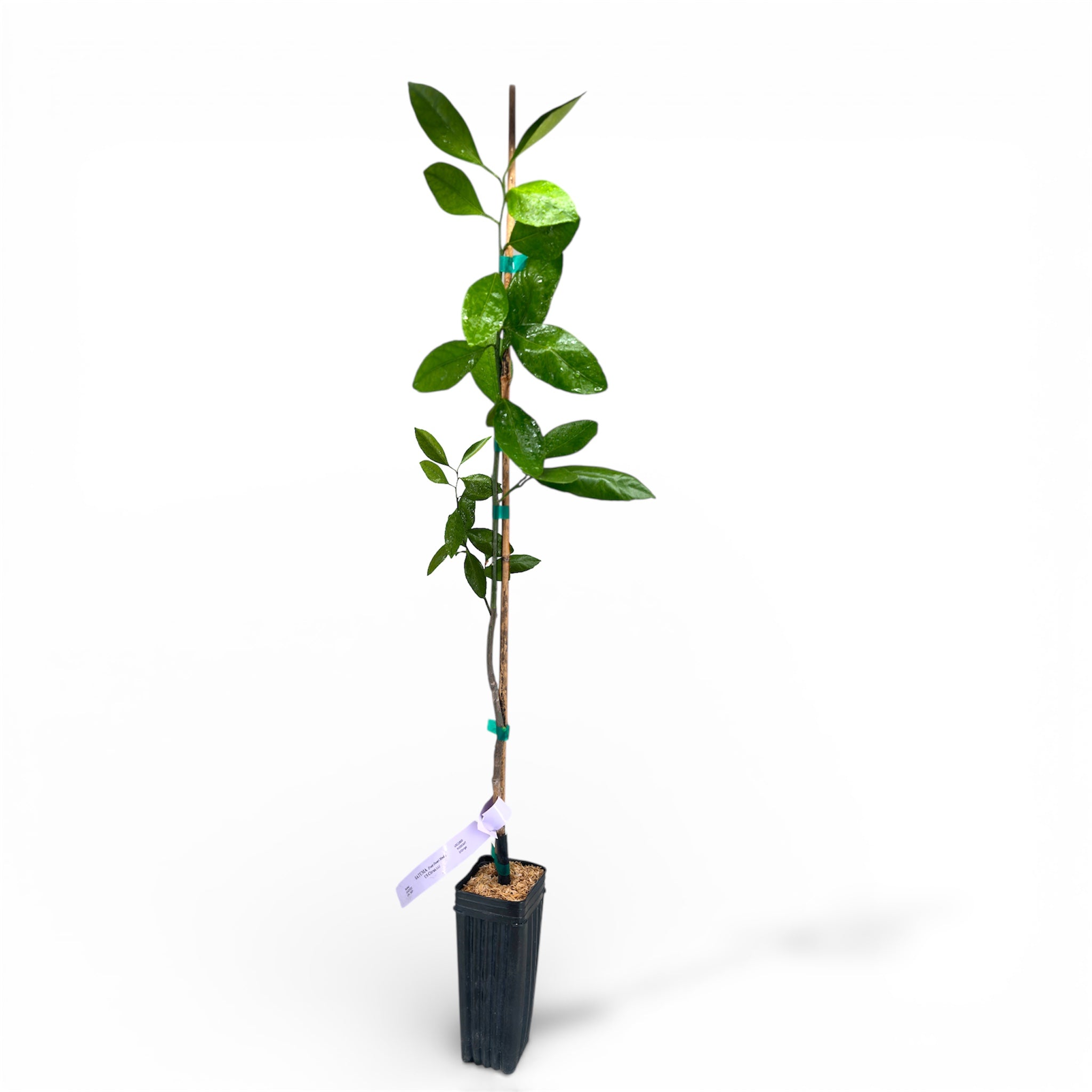 Frost Owari Satsuma Mandarin Tree Potted plant with green leaves on a white background