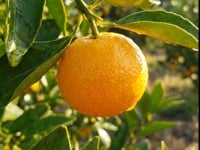 Kishu Mandarin Tree video in an orchard