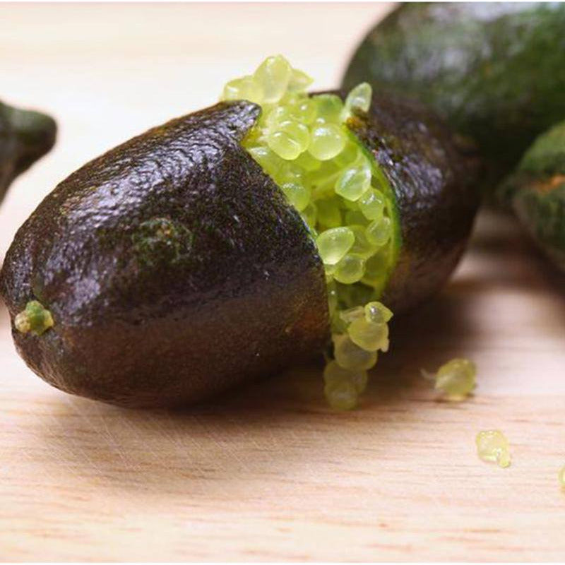 Australian Finger Lime Tree