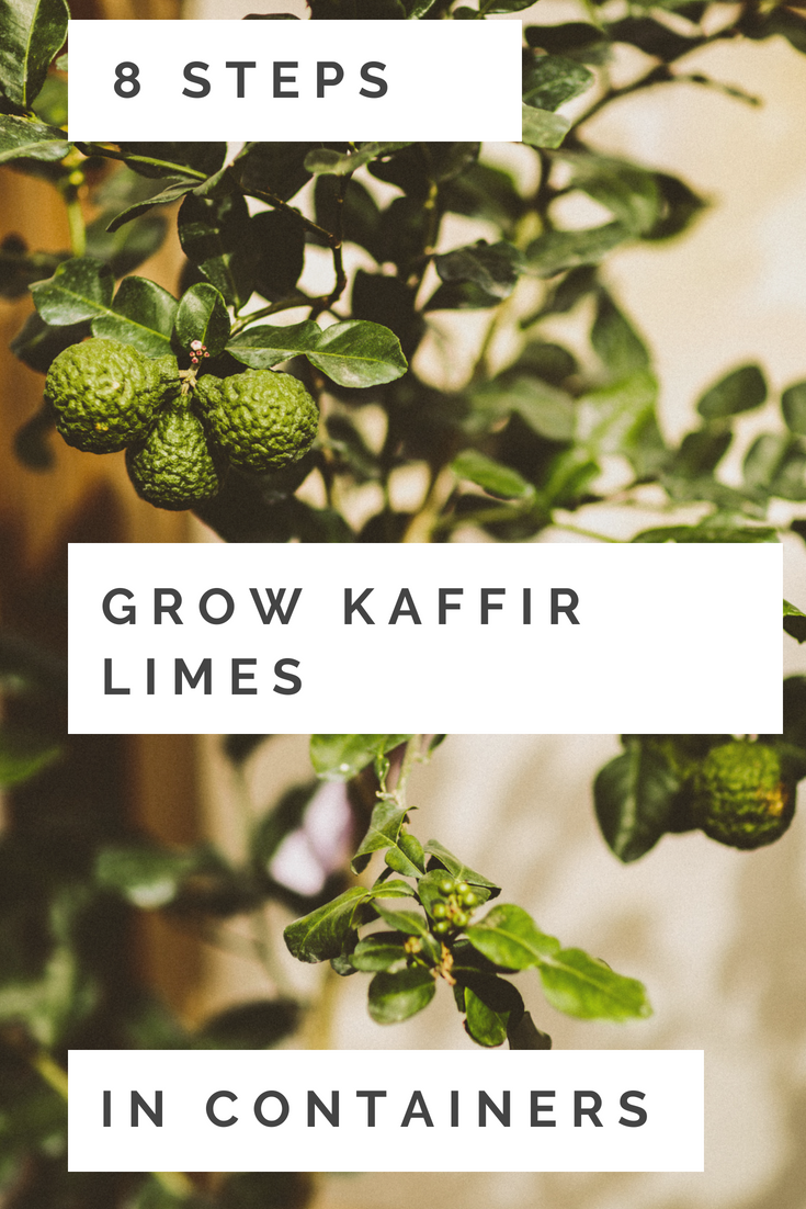 8 Steps to Growing Kaffir Lime Trees in Containers