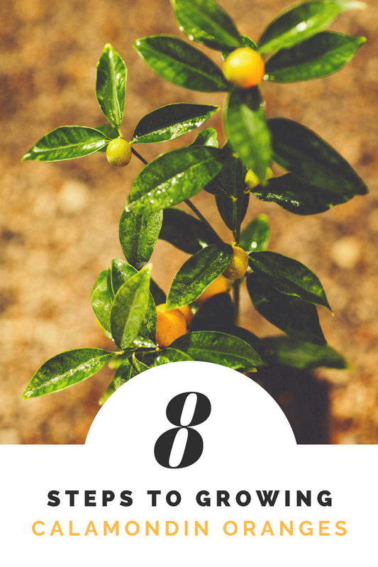 How to Grow Calamondin Oranges